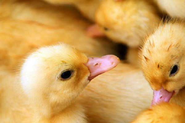 雛鴨常見病有哪些？如何防治？