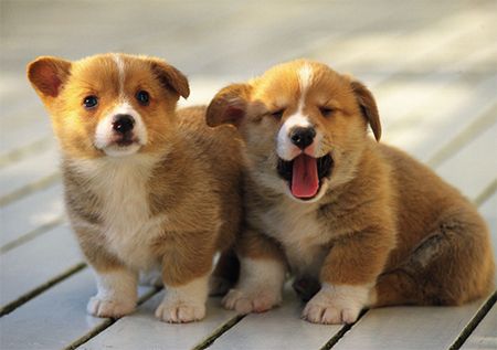 犬細小病毒治療方法大全 怎么**治療