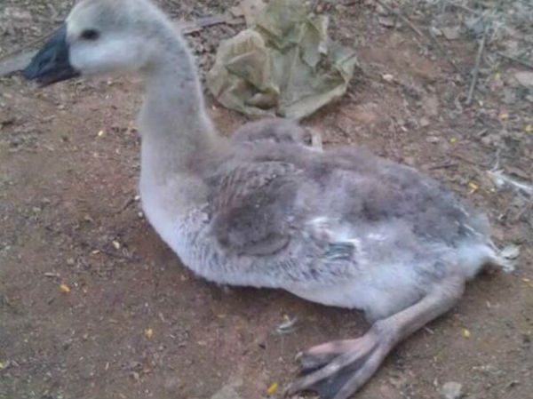 鴨腺病毒病的癥狀有哪些？鴨腺病毒怎么治療？