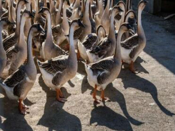 獅頭鵝價格多少錢一斤？獅子頭鵝苗價格多少錢一只？