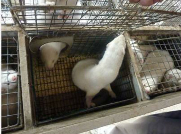 水貂價格多少錢一只?水貂皮市場價格多少？