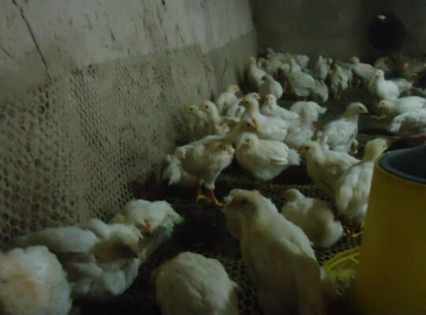 雞瘟用什么藥治療好?養雞怎樣預防雞瘟?