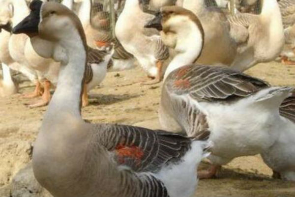 獅頭鵝常見病有哪些？怎么預(yù)防和治療？