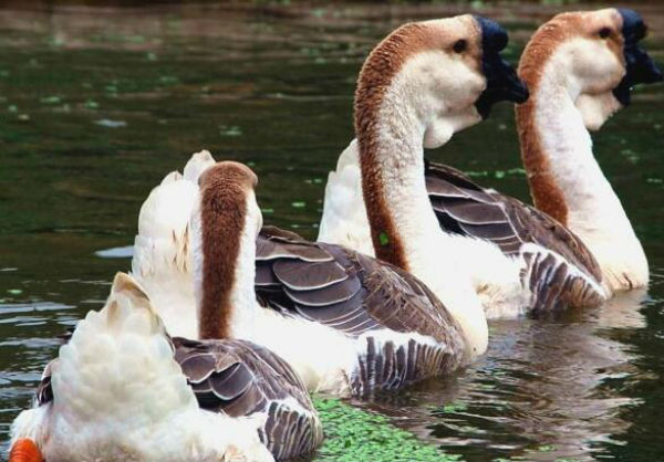 獅頭鵝吃什么食物？吃什么長得快？