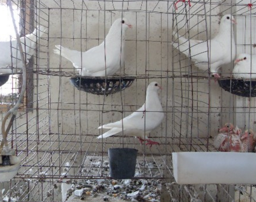 鴿子養殖技術大全 告訴你怎么養鴿子