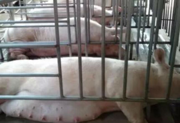 母豬分娩前有什么預(yù)兆？母豬分娩多長時間正常？