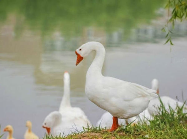 白鵝常見病有哪些？如何防治？