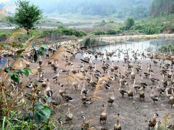 雁鵝養殖技術大全