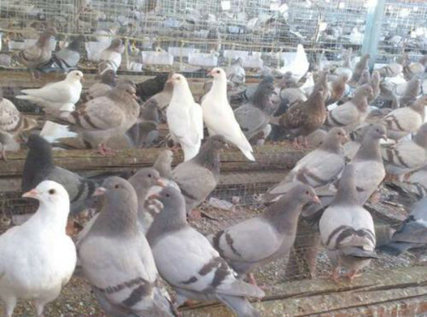 肉鴿如何養殖？肉鴿飼養與管理方法