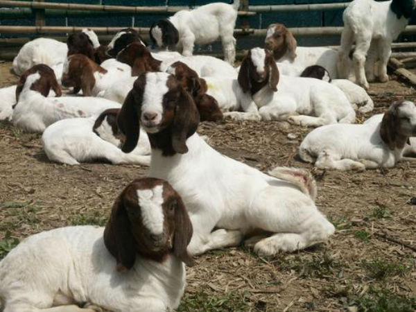 波爾山羊的養殖技術與管理方法