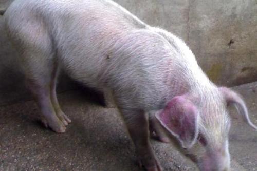 豬耳朵發(fā)紅發(fā)紫怎么回事？是什么病