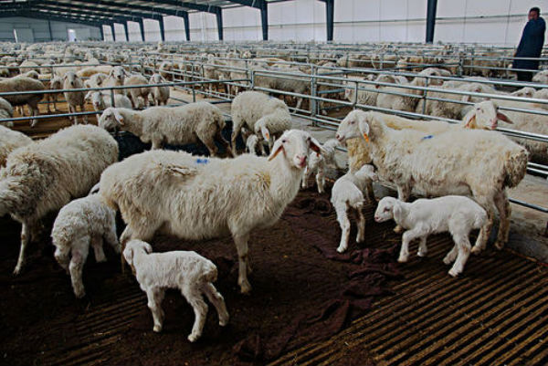 圈養羊技術及方法