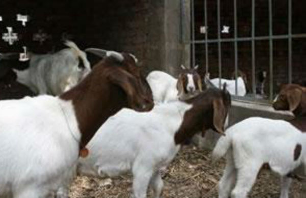 圈養羊吃什么飼料？怎樣養羊長得快？  