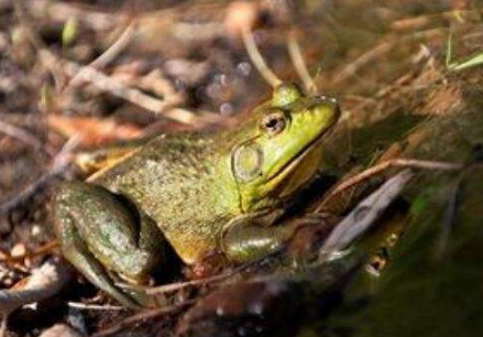 牛蛙腸炎病用什么藥治療？