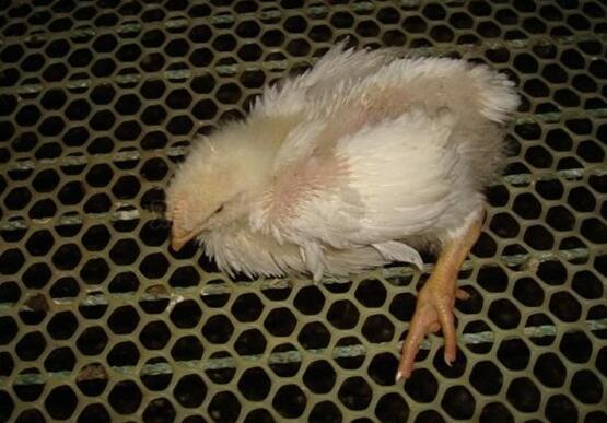 雞腿軟是怎么回事?雞軟腿病怎么治療?