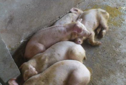 豬敗血癥的癥狀有哪些？怎么治療？