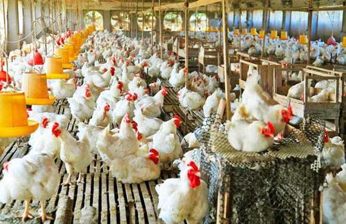 雞虱子用什么藥可以殺死？人會感染雞羽虱嗎？