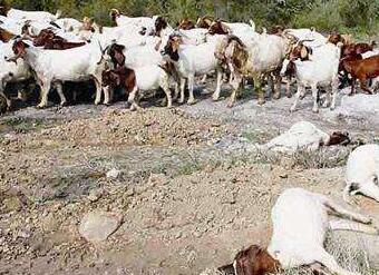 羊中毒有什么癥狀？如何**解毒？