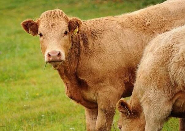 后備母牛幾個月可以配種？后備母牛不發(fā)情怎處理？