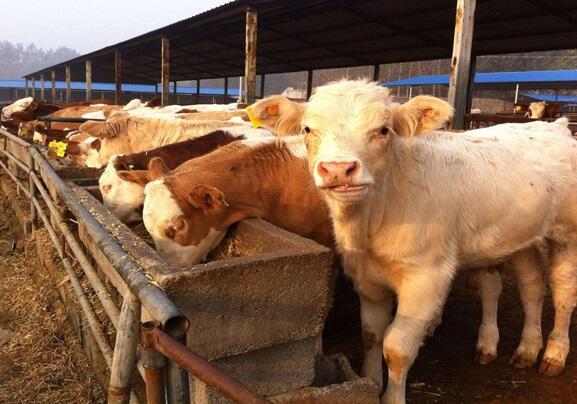 如何挑選后備母牛？母牛配種方法有哪些？