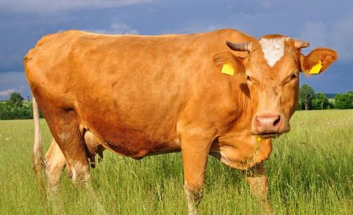 牛翻胃吐草能治好嗎？怎么治療？