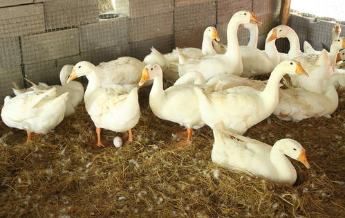 鵝霍亂有什么癥狀？用什么藥治療好？