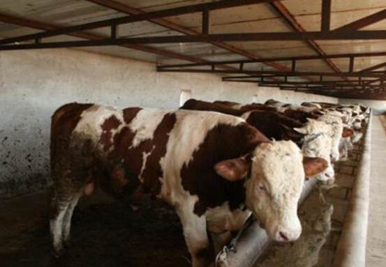 牛百葉干病有什么癥狀？怎么治療？