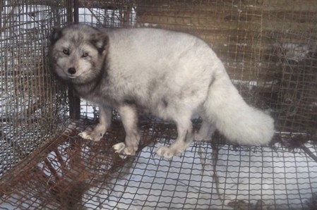 《目錄》明確33種家養畜禽種類 數千萬在養野生動物面臨放生或無害化處理