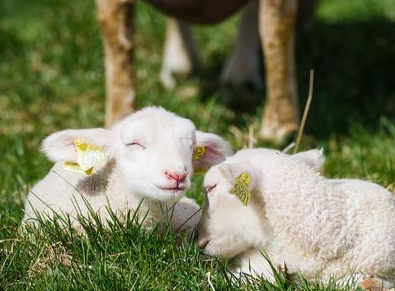 剛出生的羊羔站不起來是什么原因？怎么辦？