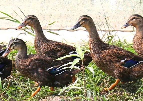 鴨熱應(yīng)激癥狀有哪些?鴨熱應(yīng)激怎么辦?