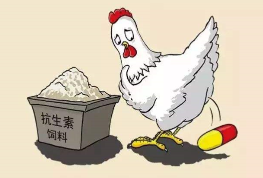 “禁抗”時代已來，禁“促生長” 留“防治病”，你準備好了嗎？