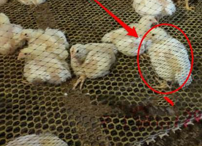 雞腺肌胃炎的癥狀有哪些?怎么治療?