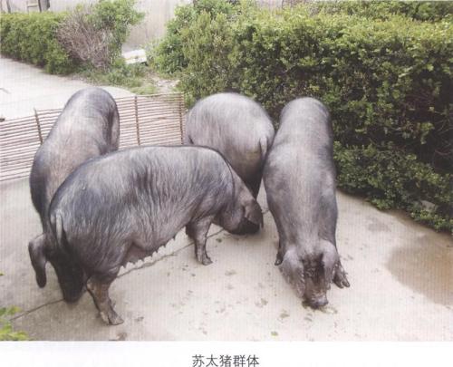 蘇太母豬的優缺點有哪些？蘇太母豬配什么公豬好？