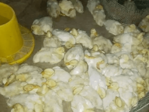 鴨氣囊炎的癥狀有哪些?用什么藥治療?