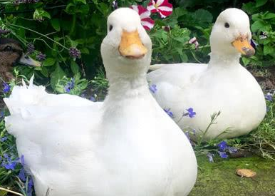 柯爾鴨價格多少錢一只?柯爾鴨為什么那么貴?