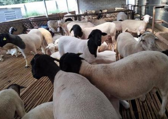 羊身上長虱子怎么辦?清除方法