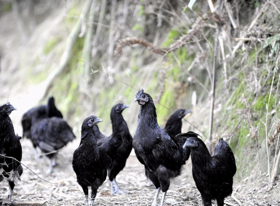 五黑雞多久開始產蛋？產蛋量多少？