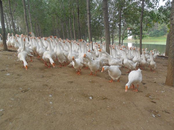 鵝常見的10種疾病 養(yǎng)鵝戶注意防控！