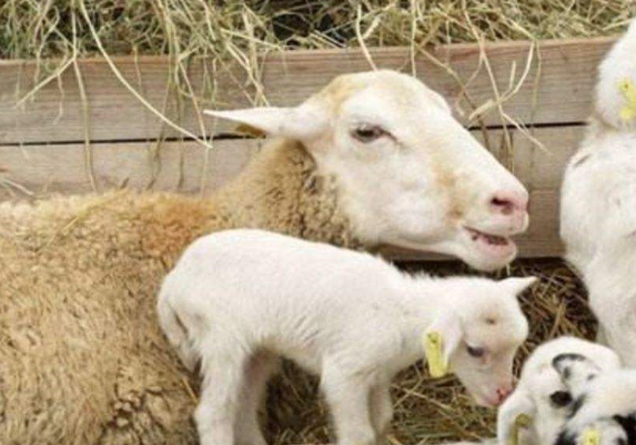 初生小羊怎么養?要注意哪些事項?