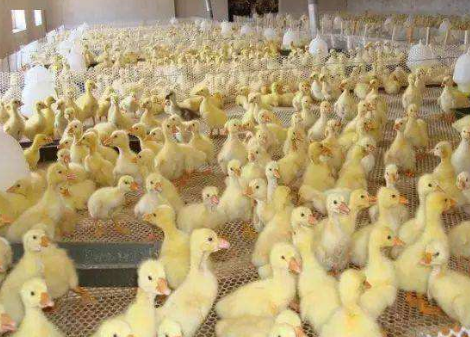 鴨子拉白痢的原因，鴨白痢怎么治療?