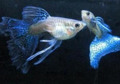 鳳尾魚下崽時有什么征兆？鳳尾魚從懷孕到生多久？