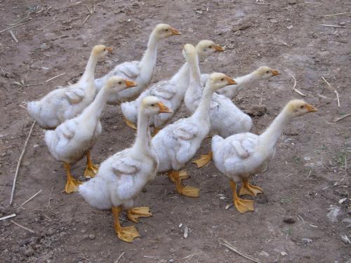 鵝痛風(fēng)用什么藥治療好？預(yù)防鵝痛風(fēng)的藥物有哪些？