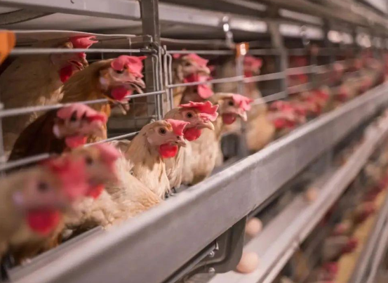 蛋雞掉蛋的原因有哪些?蛋雞掉蛋怎樣處理?