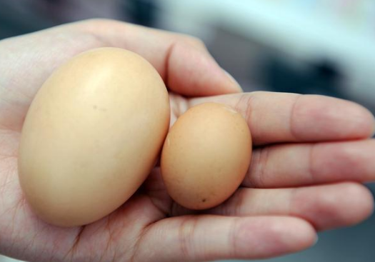 蛋雞產(chǎn)蛋小什么原因?怎么解決?