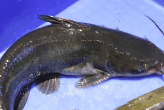 清江魚介紹及圖片