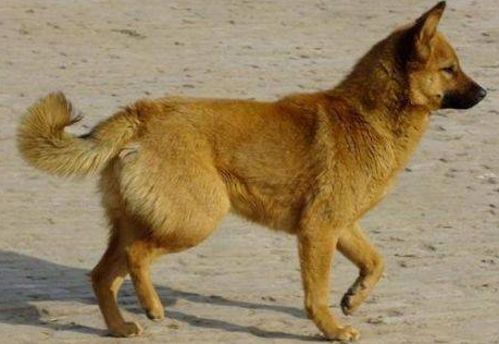 土狗怎么養？土狗養殖技術與注意事項