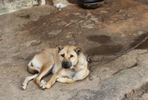 土狗常見病有哪些？如何防治？