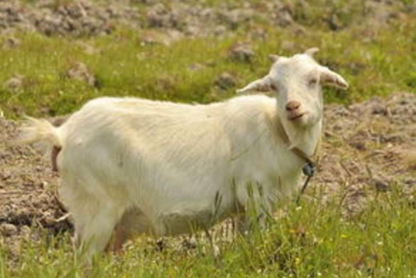 羊瘤胃臌氣有什么癥狀？瘤胃臌氣的治療原則是什么？