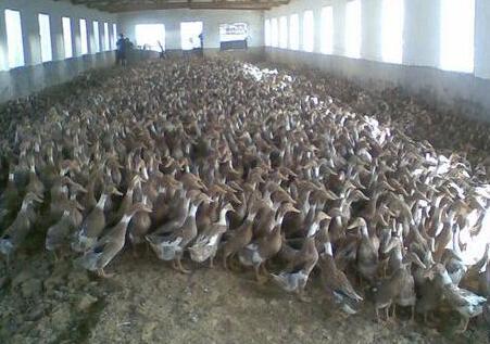 鴨圓環(huán)病毒病的癥狀有哪些？鴨圓環(huán)病毒如何治療？