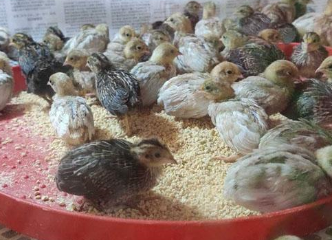 養(yǎng)蘆丁雞需要注意什么？蘆丁雞多少天開始下蛋？